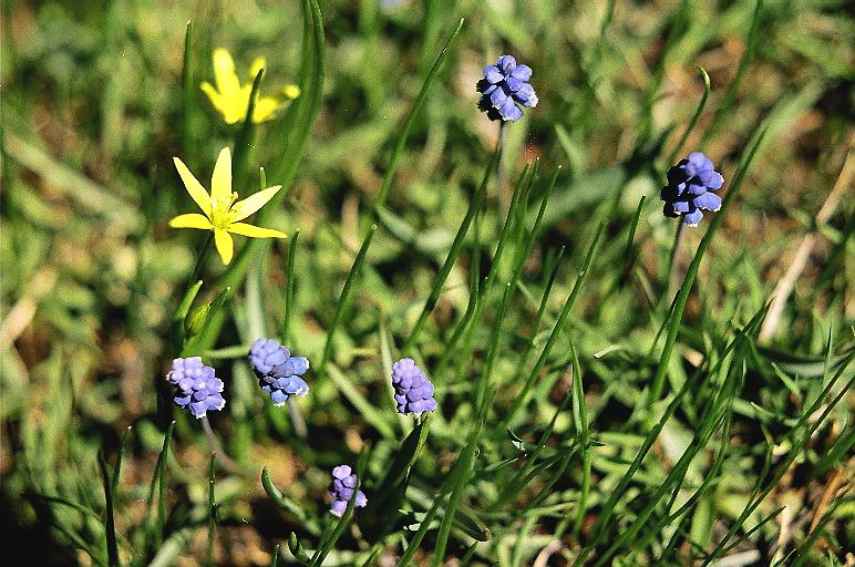 WiLD FLOWERS - ALADAG-BOLU / TÜRKiYE