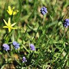 WiLD FLOWERS - ALADAG-BOLU / TÜRKiYE