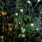 Wild Flowers and Mitt Weed