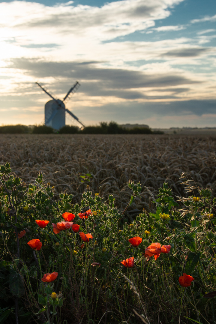 Wild Flowers and Wheat at Sunrise.