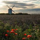 Wild Flowers and Wheat at Sunrise.