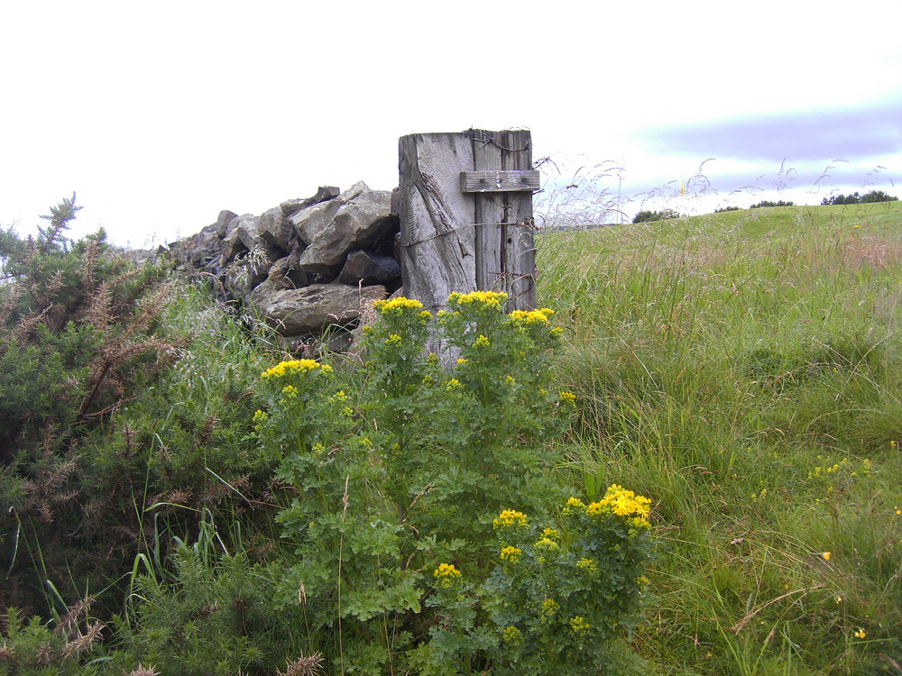 Wild flowers at a wall