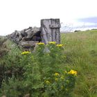 Wild flowers at a wall