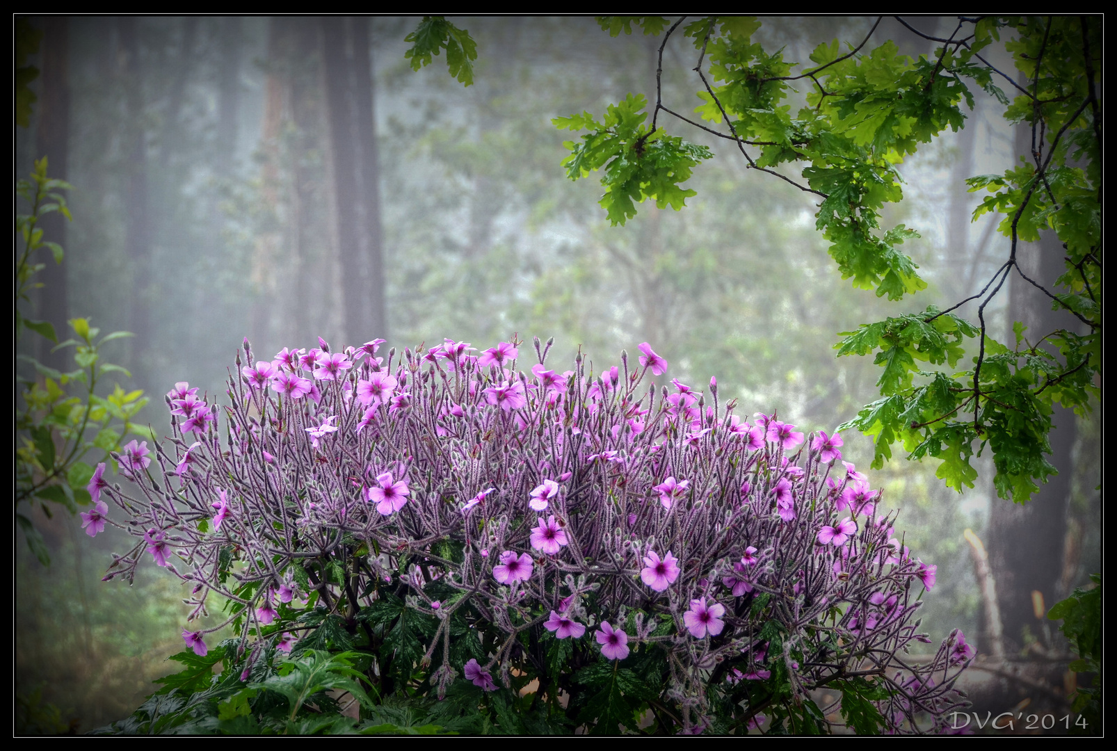 Wild flowers