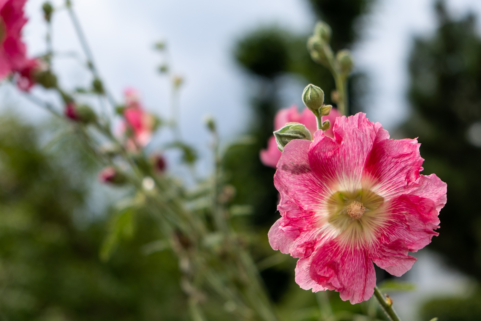 Wild Flowers By The Way