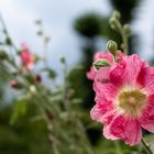 Wild Flowers By The Way