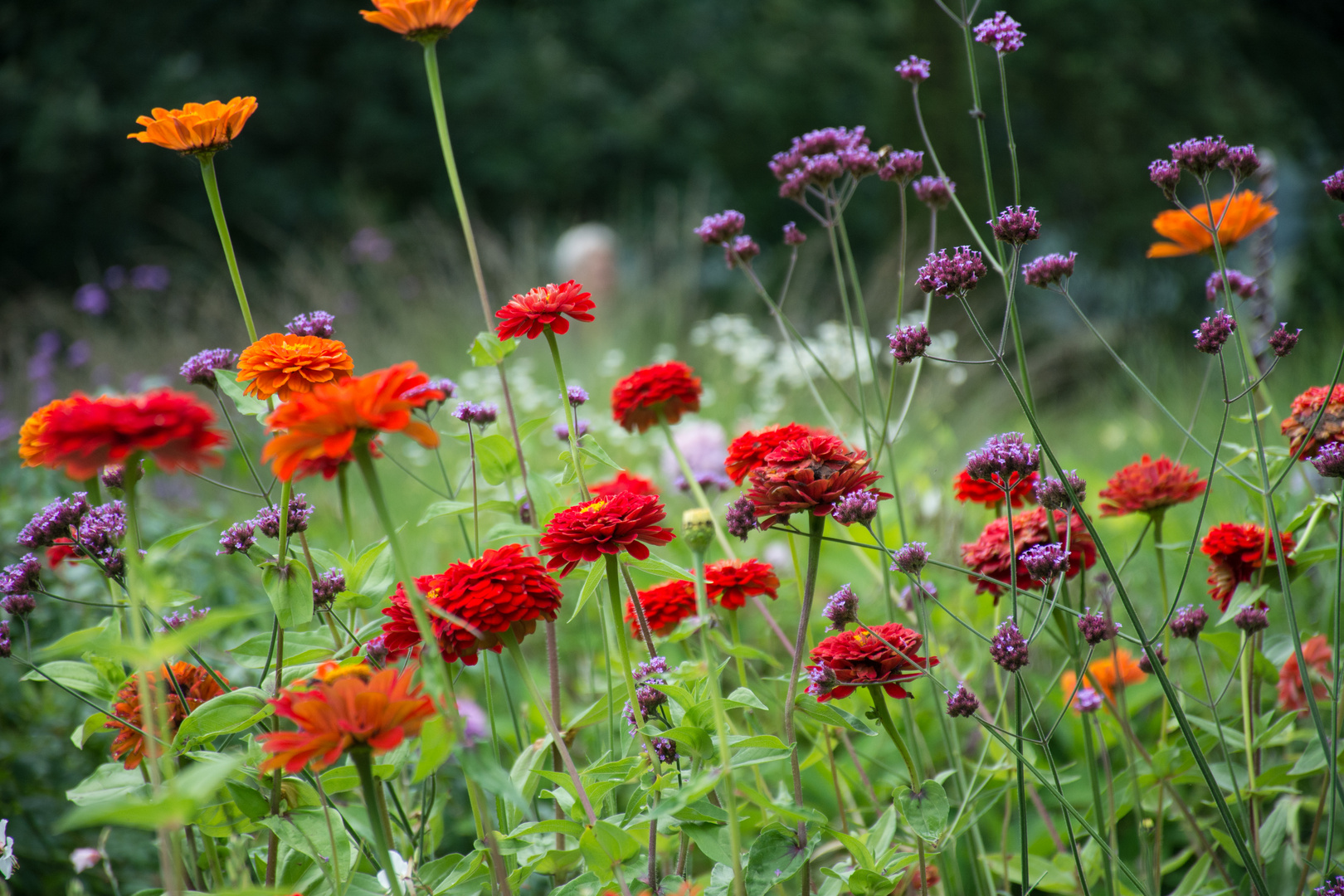 Wild Flowers