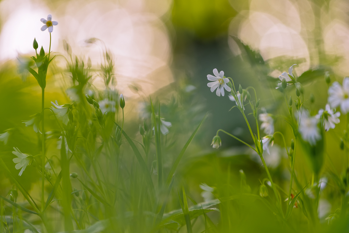 wild flowers