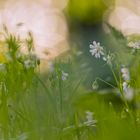 wild flowers