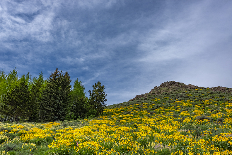 Wild Flowers 