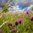 wild flowers