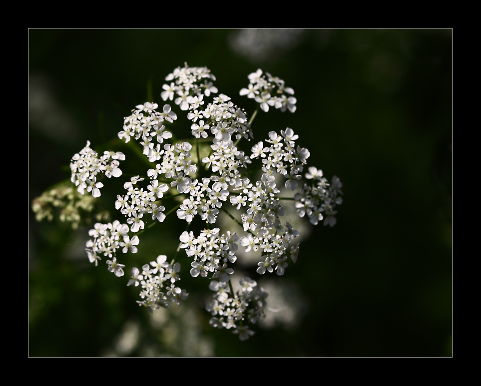 ~ Wild Flowers ~