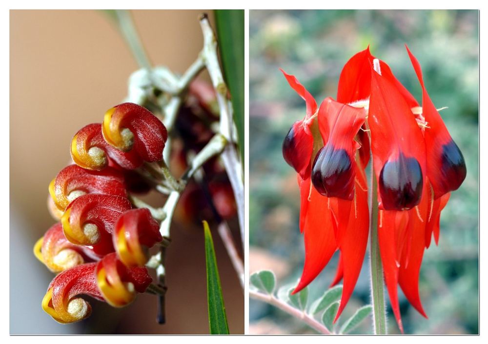 Wild Flowers From The North &amp; Quick Message From Broome. Travel Story within.