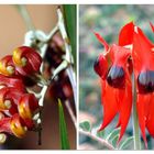 Wild Flowers From The North &amp; Quick Message From Broome. Travel Story within.