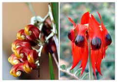 Wild Flowers From The North &amp; Quick Message From Broome. Travel Story within.