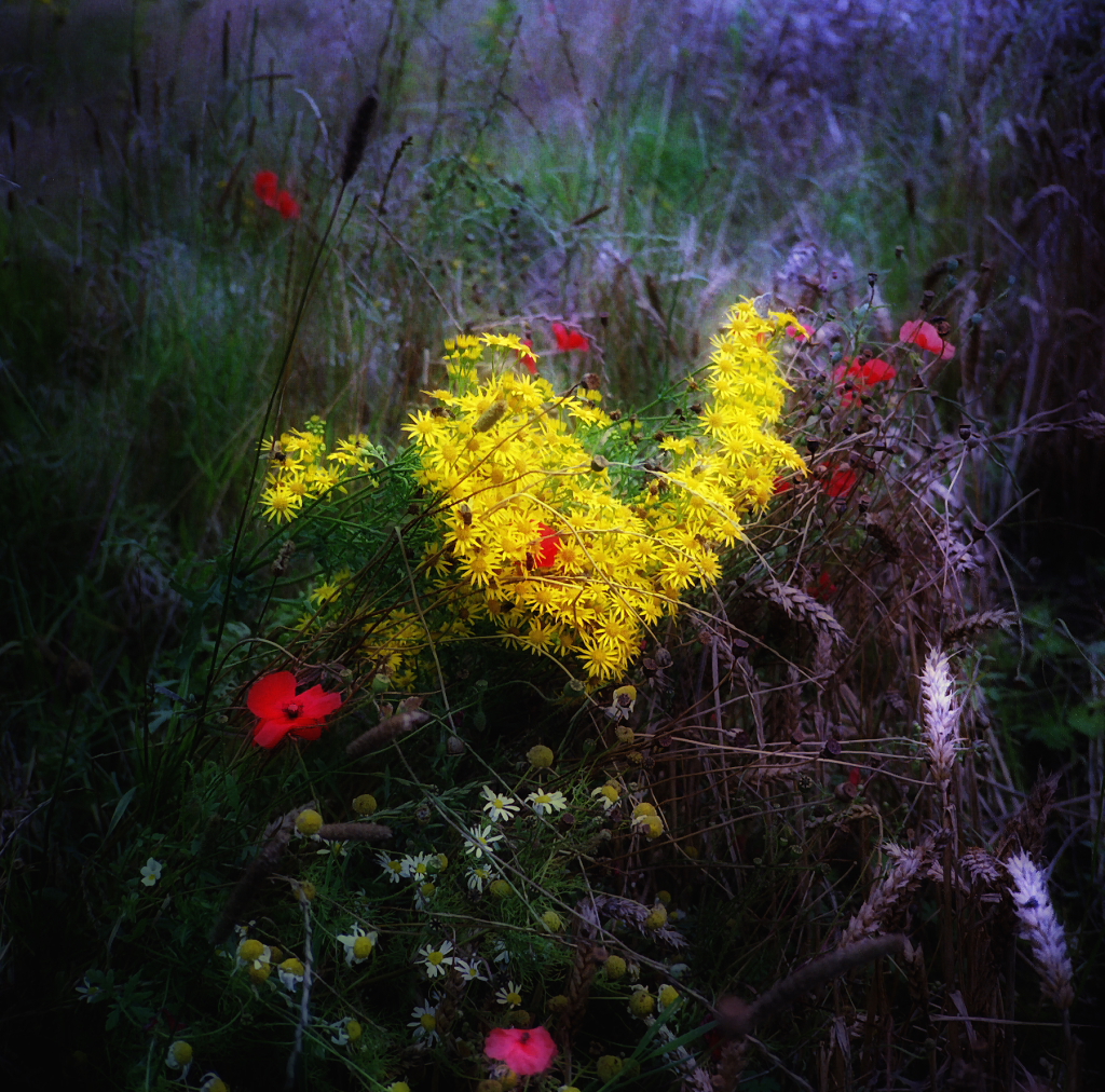 Wild flowers in a barley field