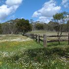 Wild Flowers in Ebor