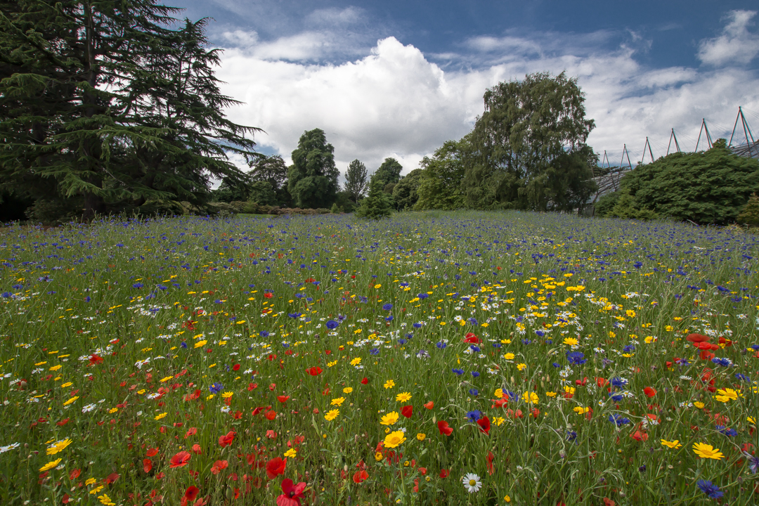 Wild Flowers, UK Foto & Bild natur, landschaft, rückkehr der natur