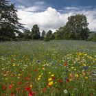 Wild Flowers, UK