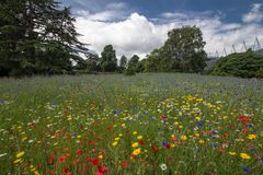 Wild Flowers, UK