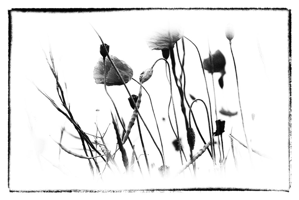 wild flowers (variation)