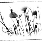 wild flowers (variation)