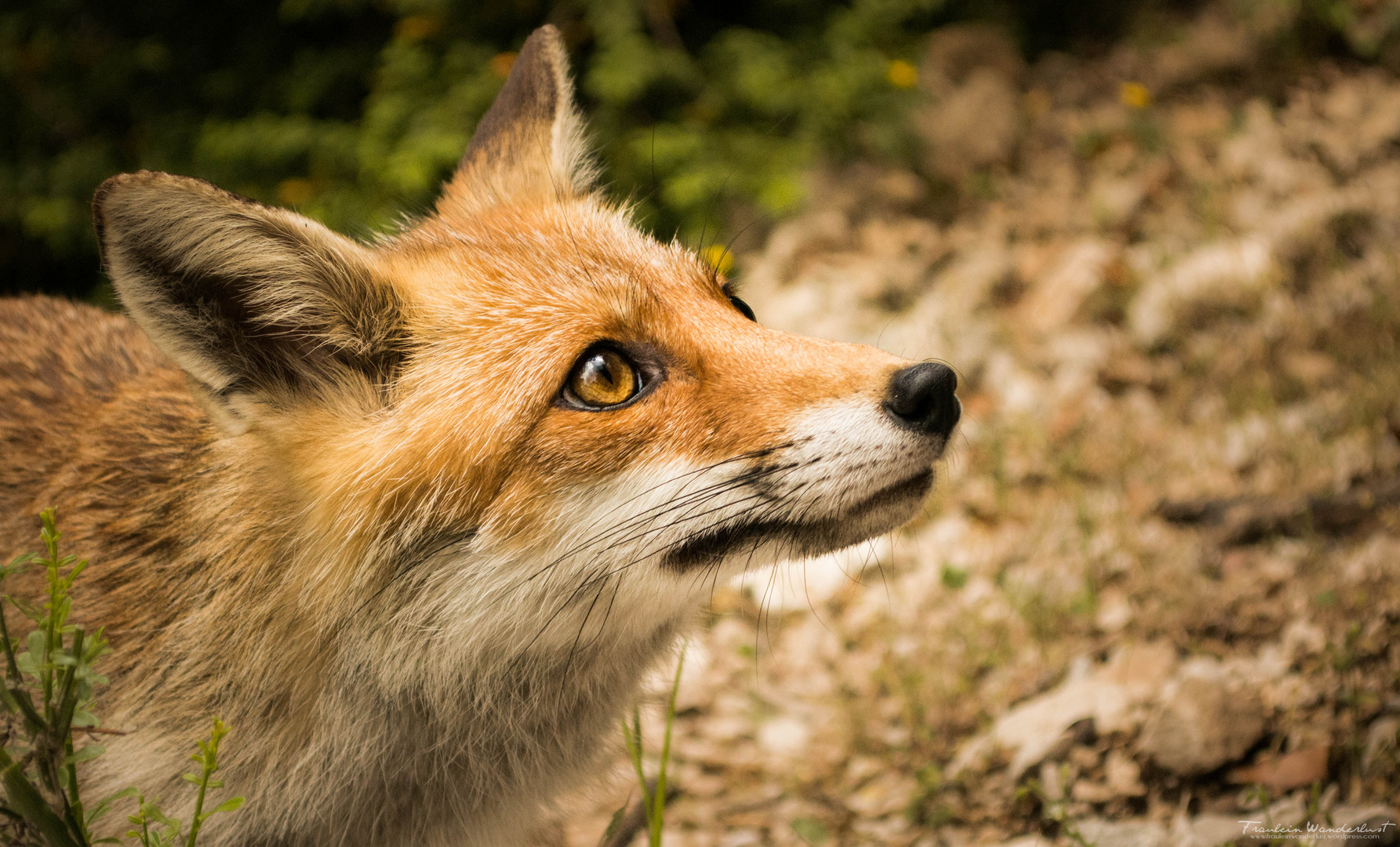 wild fox