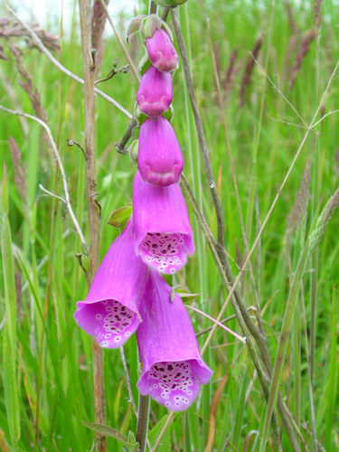 wild foxglove