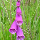 wild foxglove