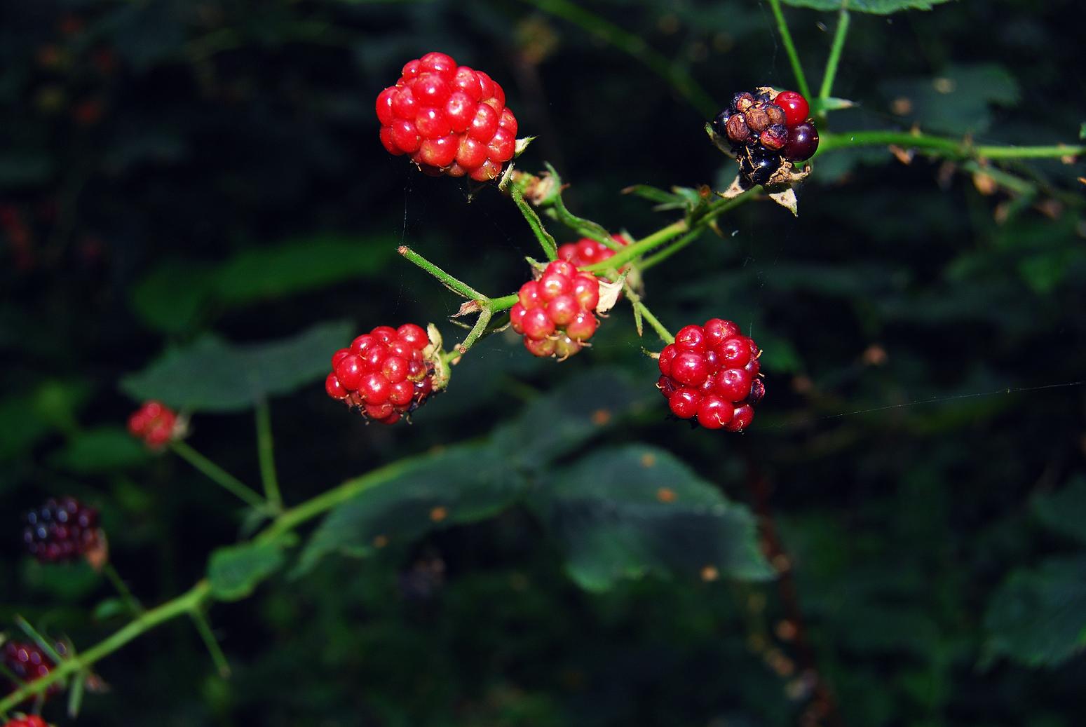 Wild Fruits