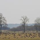 Wild Gänse in Oberkrämer