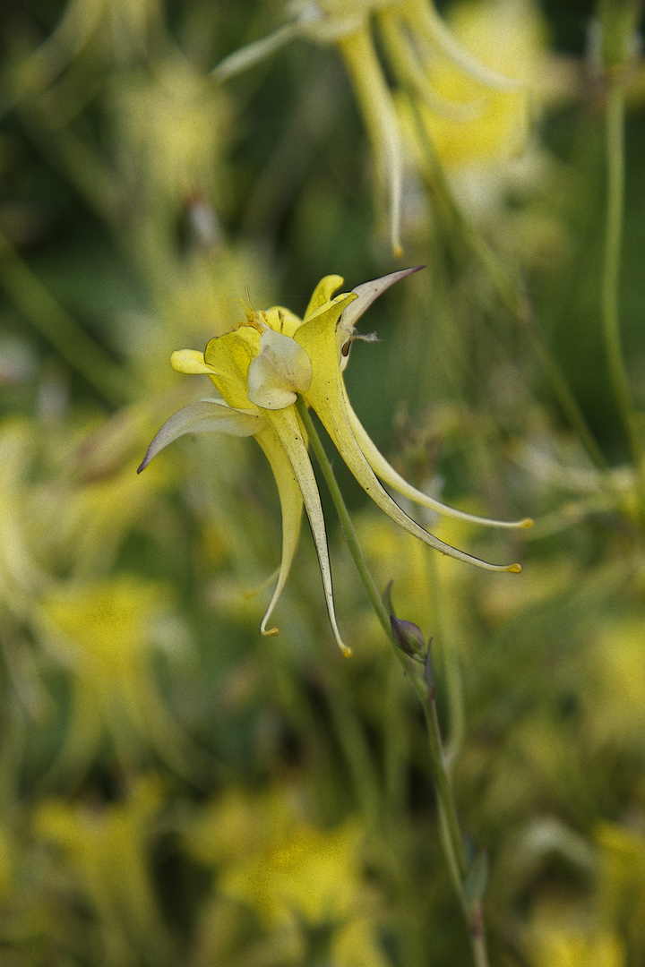 Wild Garden of Gravetye Manor/Sussex