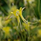 Wild Garden of Gravetye Manor/Sussex