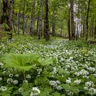 Wild Garlic