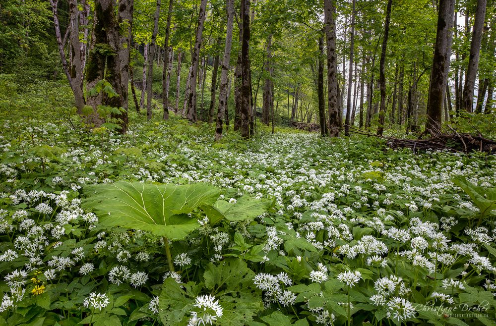 Wild Garlic