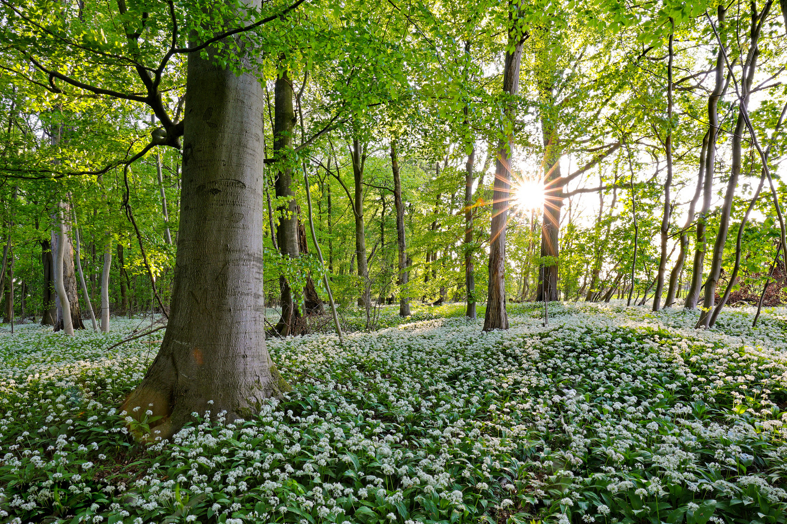 wild garlic