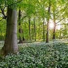 wild garlic