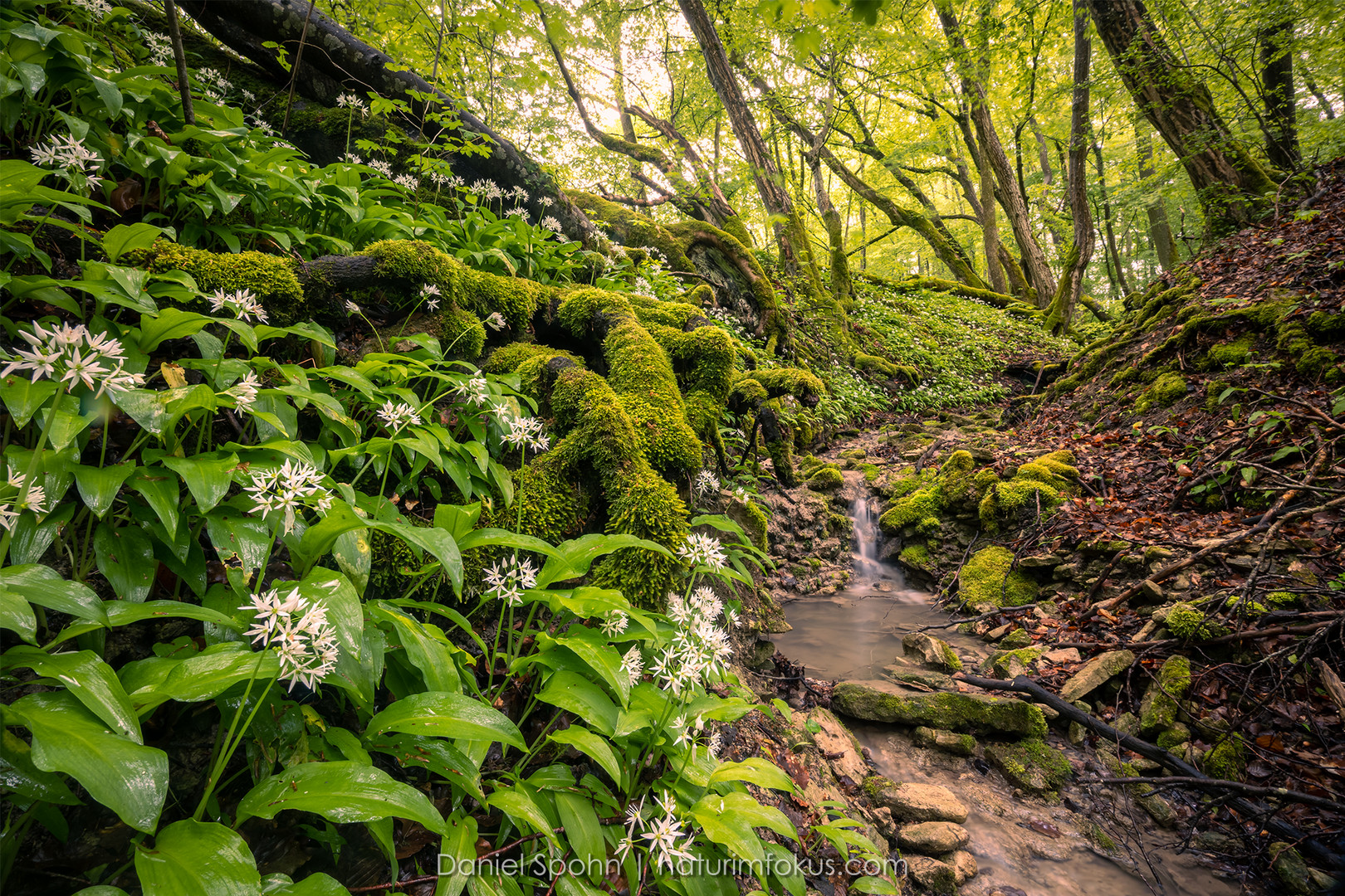 wild garlic canyon