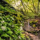 wild garlic canyon