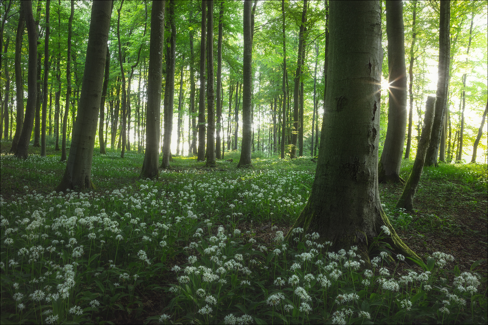 [ ... wild garlic II ]