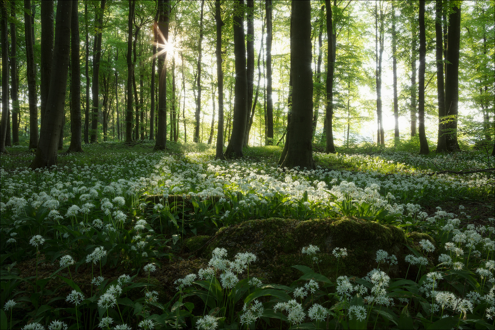 [ ... wild garlic III ]