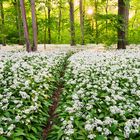 Wild Garlic Trail