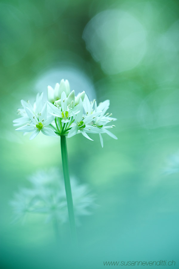 wild garlic_1