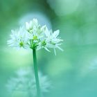 wild garlic_1