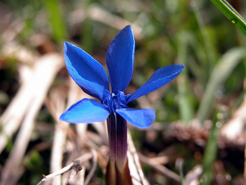 wild gentian