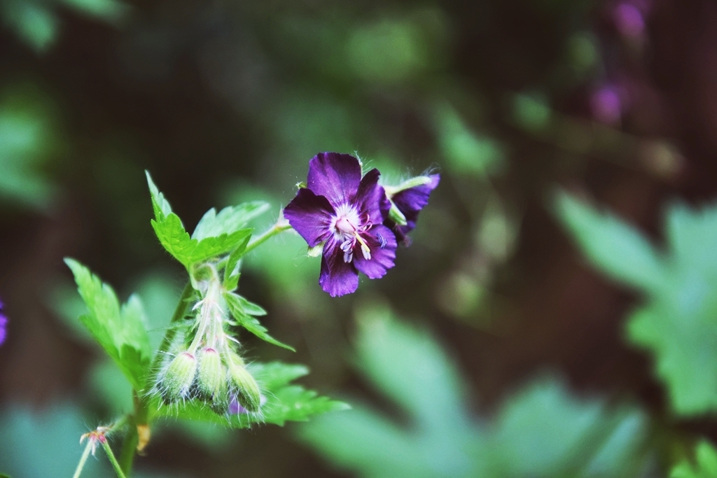 Wild Geranium