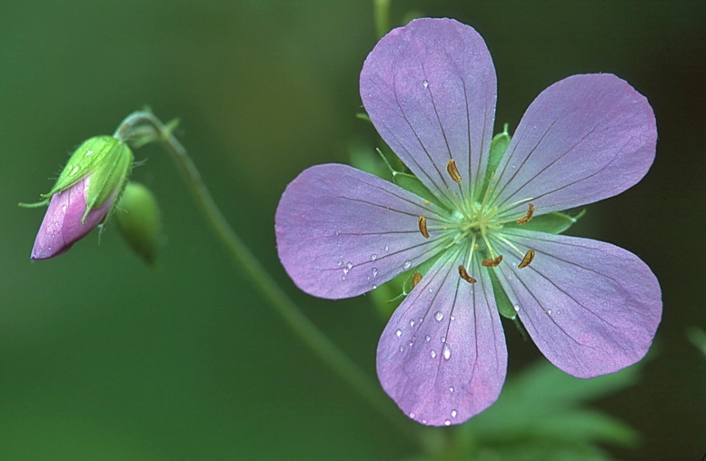 Wild Geranium - Geranium maculatum