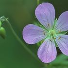 Wild Geranium - Geranium maculatum