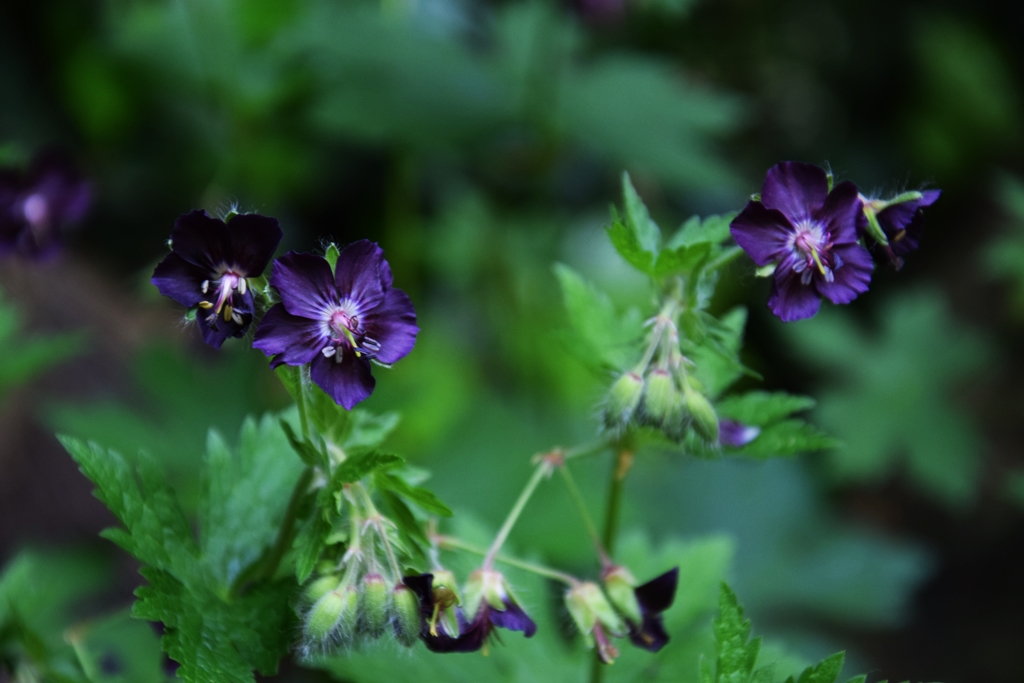 Wild Geranium - In Bloom