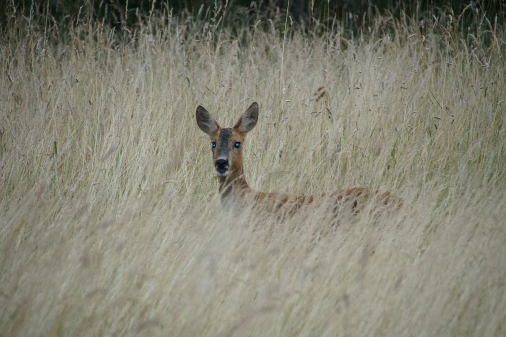 Wild gesehen